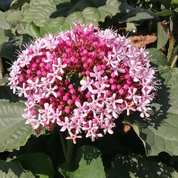 végzetfa-Clerodendron-bungei