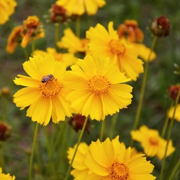 sárgavirágú évelő menyecskeszem Coreopsis grandiflora