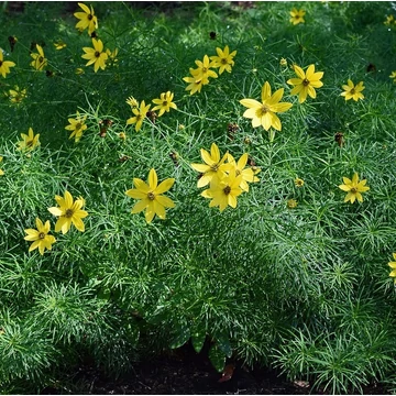 sárgavirágú évelő menyecskeszem Coreopsis verticillata Moonbeam