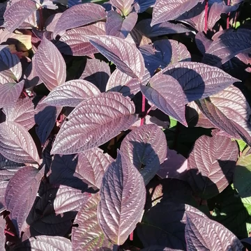 cserje őszi lombszínnel piros vesszejű som Cornus alba Siberian Pearls