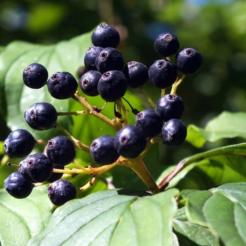 kékbogyós som Cornus amomum Blue Cloud