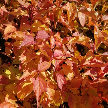 ősszel színes lombú cserje narancssárga vesszejű som Cornus sanguinea Annies Winter Orange