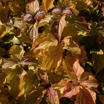 narancssárga vesszejű som Cornus sanguinea Winter Beauty