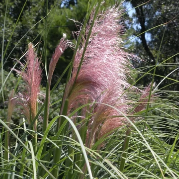 rózsaszín virágú pampafű Cortaderia selloana Pink Feather