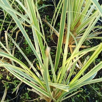 sárga tarka levelű pampafű díszfű Cortaderia selloana Splendid Star