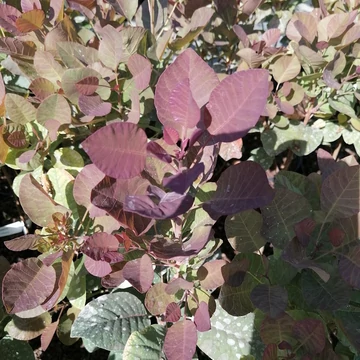 bordó levelű cserszömörce Cotinus coggygria Royal Purple