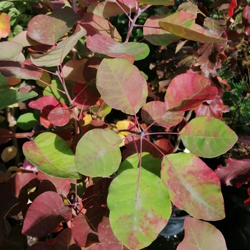 cserszömörce Cotinus coggygria