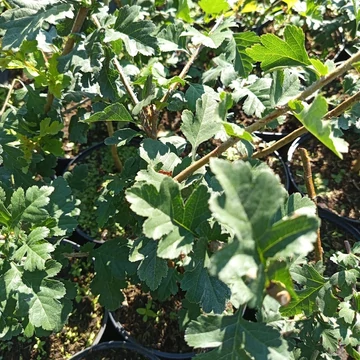 egybibés galagonya cserje Crataegus monogyna