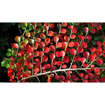 lombhullató terülő madárbirs talajtakaró biros bogyós Cotoneaster horizontalis gabiplantshop dísznövény webáruház