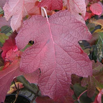 Hydrangea quercifolia (Tölgylevelű hortenzia)