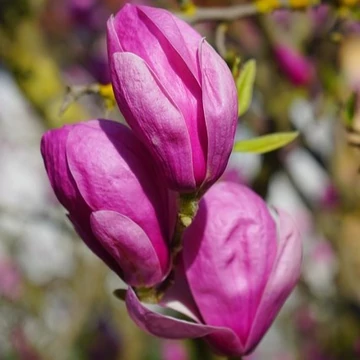 kora tavaszi rózsaszín virágú magnólia Magnolia Susan