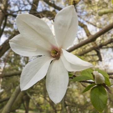 kora tavaszi fehér virágú magnólia Magnolia kobus
