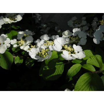 vörös őszi lombszínű cserje redőslevelű bangita Viburnum plicatum tomentosum