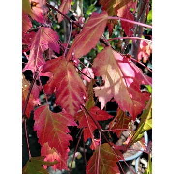 Acer tataricum (Tatár juhar)