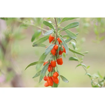 goji bogyó gyümölcs Lycium barbarum