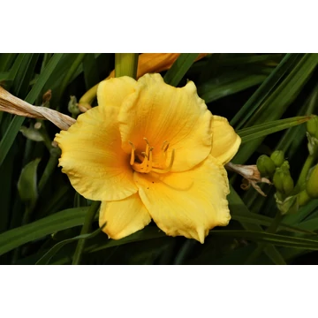 sárga törpe évelő sáslilom Hemerocallis Stella d'Oro