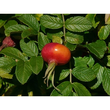 ciklámen talajtakaró rózsa Rosa rugosa gabiplantshop webáruház
