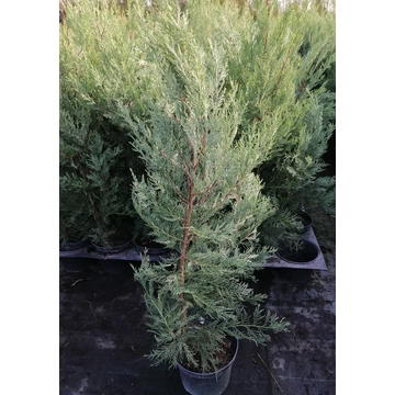 oszlopos leyland ciprus Cupressocyparis x leylandii 2001