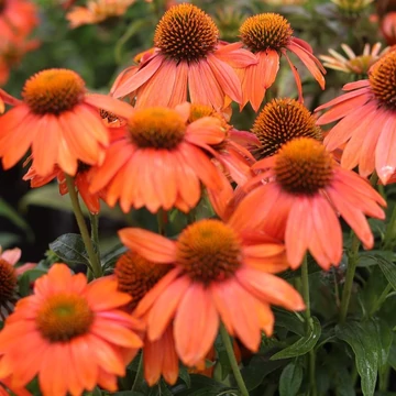 narancssárga kasvirág Echinacea Julia