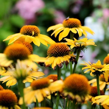sárga kasvirág Echinacea Yellow Pearl