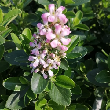 rózsaszínvirágú-kőtörőcserje-Escallonia-laevis-Pink-Elle