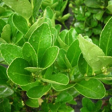 Euonymus japonicus (Japán kecskerágó)