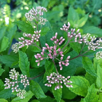sédkender évelő Eupatorium maculatum Phantom