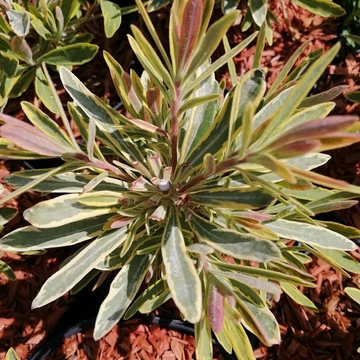tarkalevelű kutyatej szárazságtűrő évelő Euphorbia x martinii Ascot Rainbow