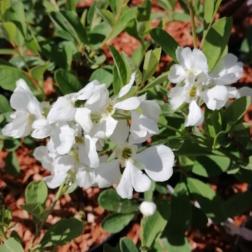 fehérvirág-magas-cserje-fürtös-gyöngycserje-Exochorda-racemosa