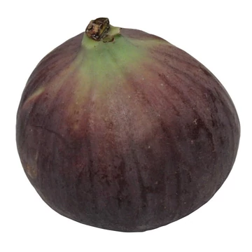 lilatermésű füge Ficus carica Violette Dauphine