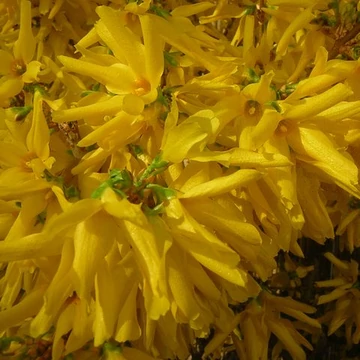 Forsythia x intermedia (Aranyvessző)