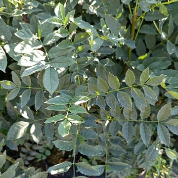 keskenylevelű kőris Fraxinus angustifolia