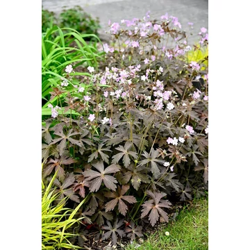 bordólevelű-magas-gólyaorr-Geranium-maculatum-Espresso