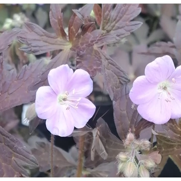 bordólevelű évelő gólyaorr Geranium maculatum Elisabeth Ann