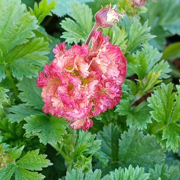 rózsaszín teltvirágú gyömbérgyökér évelő Geum Bohema Pink