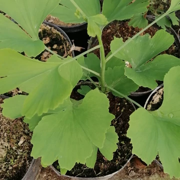 páfrányfenyő-Ginkgo-biloba