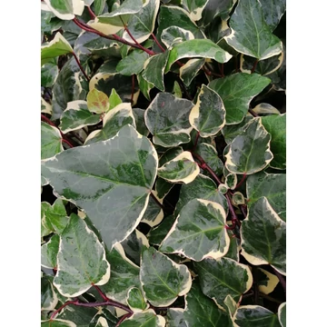 Hedera canariensis Glorie di Marengo (Fehértarka levelű borostyán)