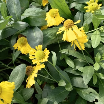 sárgavirágú napfényvirág évelő Helenium autumnale Pumilm Magnificum