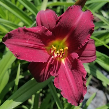vörösvirágú sásliliom évelő Hemerocallis Ruby Stella