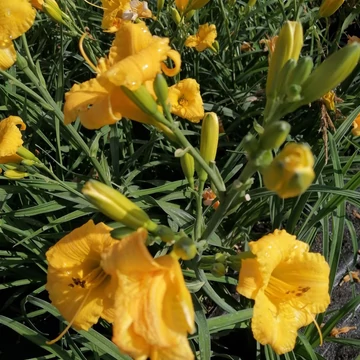 sárgavirágú sásliliom évelő Hemerocallis Texas Sunlight