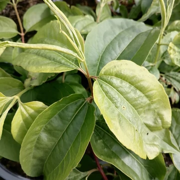 fehérvirágú nagy cserje Heptacodium miconioides
