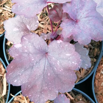 bordólevelű évelő tűzeső Heuchera Galaxy