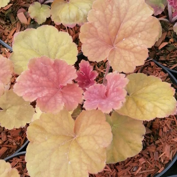 narancssárga levelű évelő tűzeső Heuchera Northern Exposure Amber
