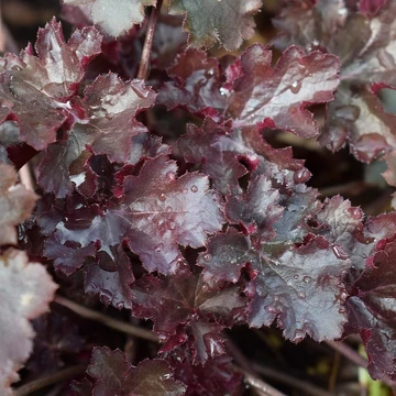 bordólevelű évelő tűzeső Heuchera Palace Purple