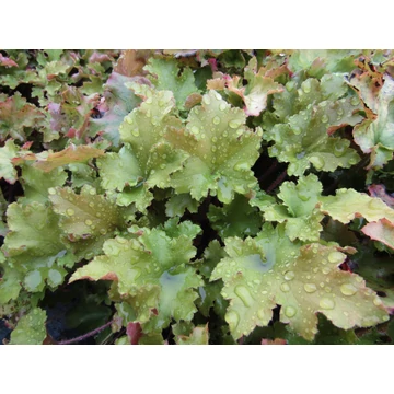 Heuchera Marmelade (Bronz levelű tűzeső)
