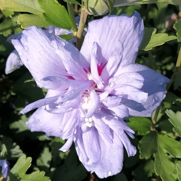 kékvirágú mályvacserje Hibiscus syriacus Blue Chiffon