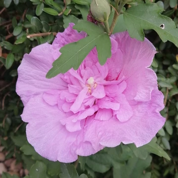 rózsaszín virágú mályvacserje Hibiscus syriacus Lavander Chiffon