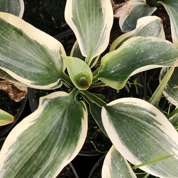 sárgaszegélyű árnyékliliom évelő Hosta American Halo