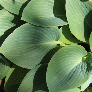 kékeszöld levelű évelő árnyékliliom Hosta Fragrant Blue