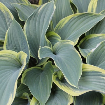 sárgaszegélyű-árnyékliliom-évelő-Hosta Regal Splendor